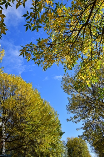 A photo of Autumn leaves against the blue sky. BC Canada