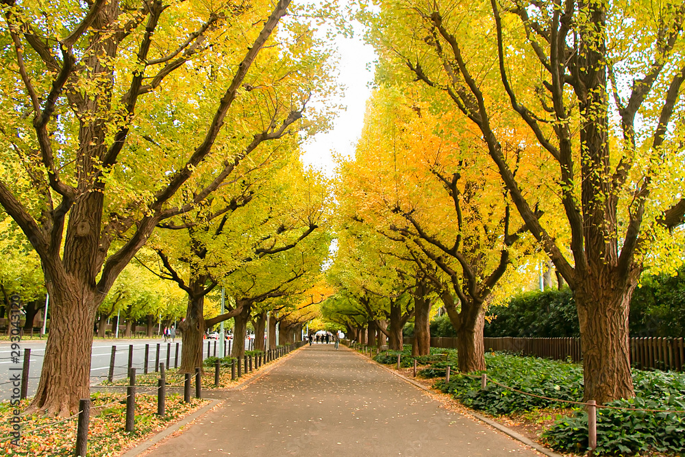 Landscape of beautiful yellow ginkgo trees tunnel along the Icho Namiki street in autumn season, Meiji Jingu Gaien, One of the most tourist attraction in Tokyo.