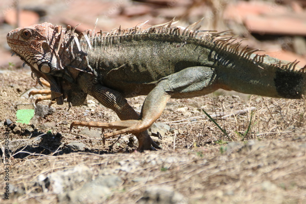 green iguana running on a rock green iguana running on a rock