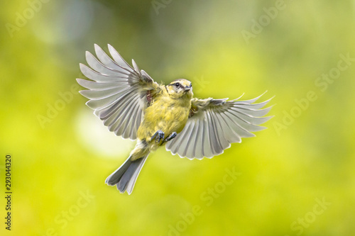 Bird in flight on vivid green garden background