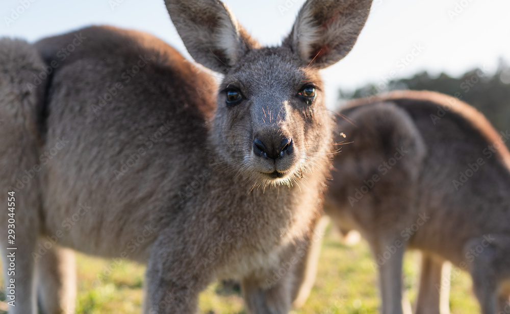 wildlife animal young child kid joey kangaroo Australian animal  close up face cute