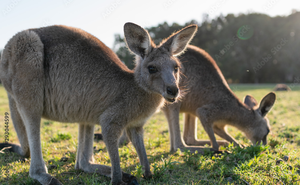 wildlife animal young child kid joey kangaroo Australian animal 