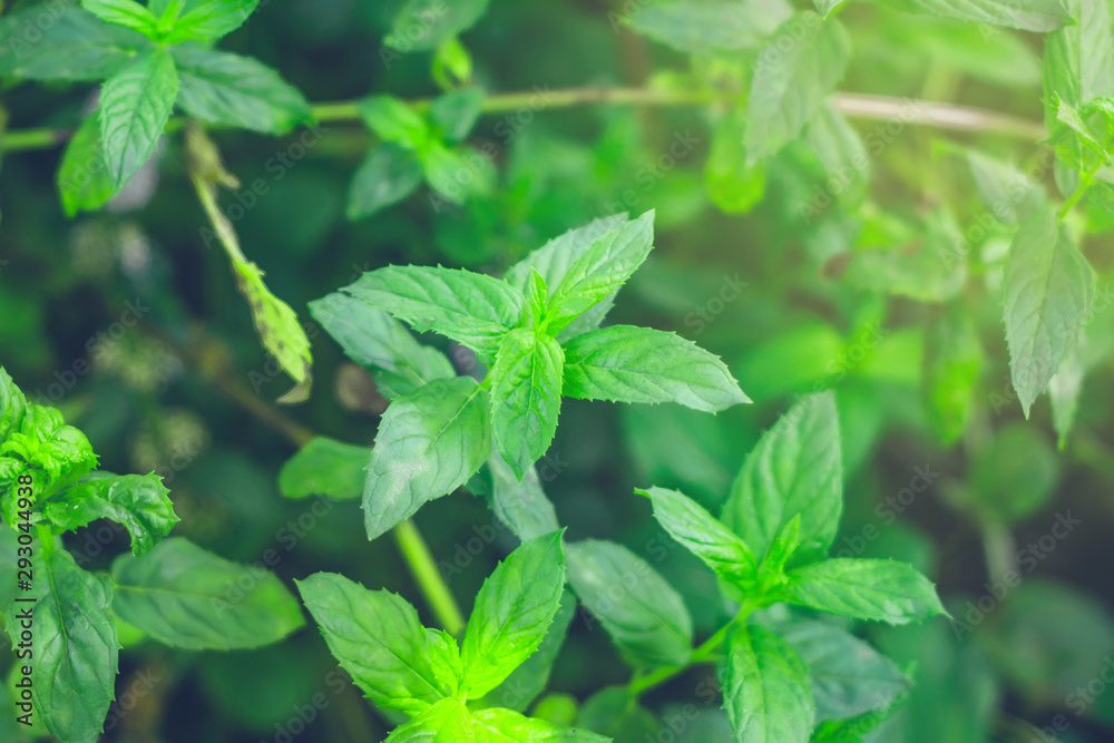 Mint Background green leaves. Herb leaves in Garden with warm light Mint Background green leaves. Herb leaves in Garden with warm light
