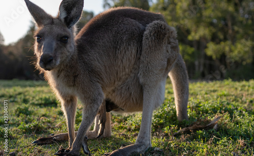 wildlife animal kangaroo baby in mums pouch Australian animal legs