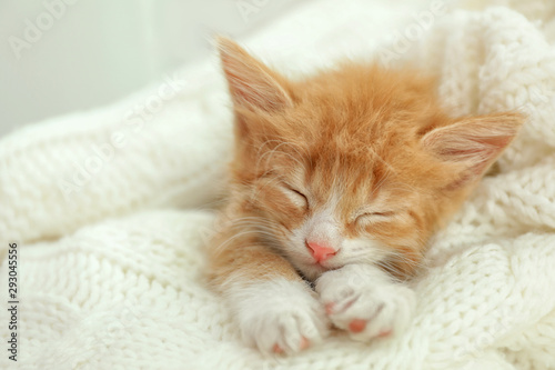 Cute little red kitten sleeping on white knitted blanket