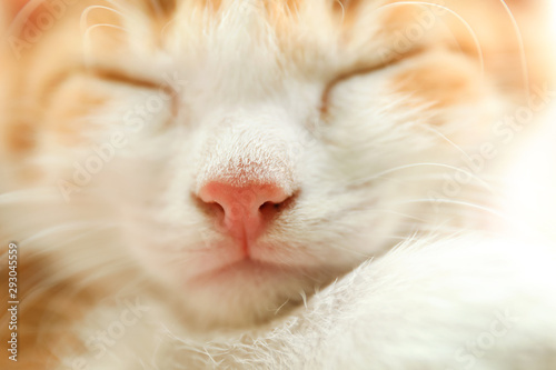 Cute little red kitten sleeping, closeup view