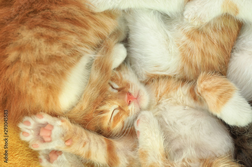 Fototapeta Naklejka Na Ścianę i Meble -  Cute sleeping little red kitten, top view
