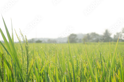 Summer rice plants background nature