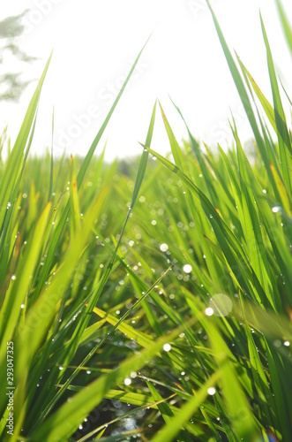 Green rice plant and droplet with summer day, indonesian nature