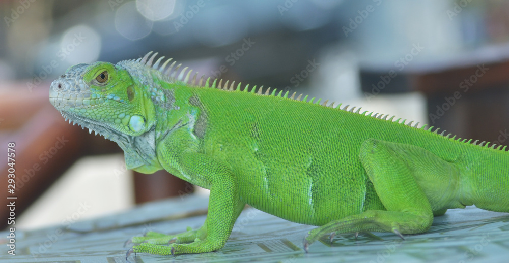 Obraz premium Green iguana on the wood with nature background