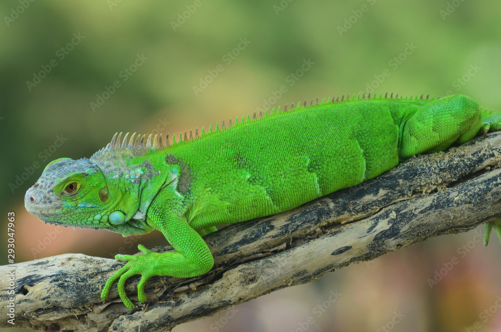 Green iguana on the wood with nature background Green iguana on the wood with nature background