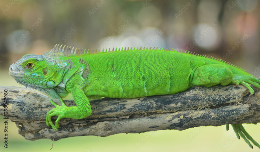 Green iguana on the wood with nature background Green iguana on the wood with nature background