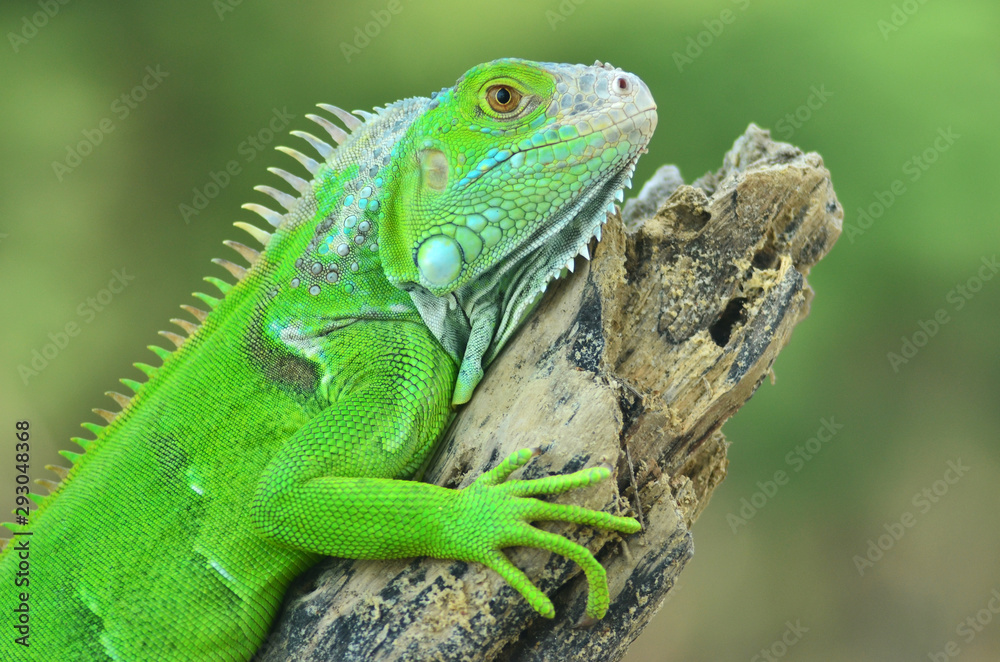 Green iguana on the wood with nature background