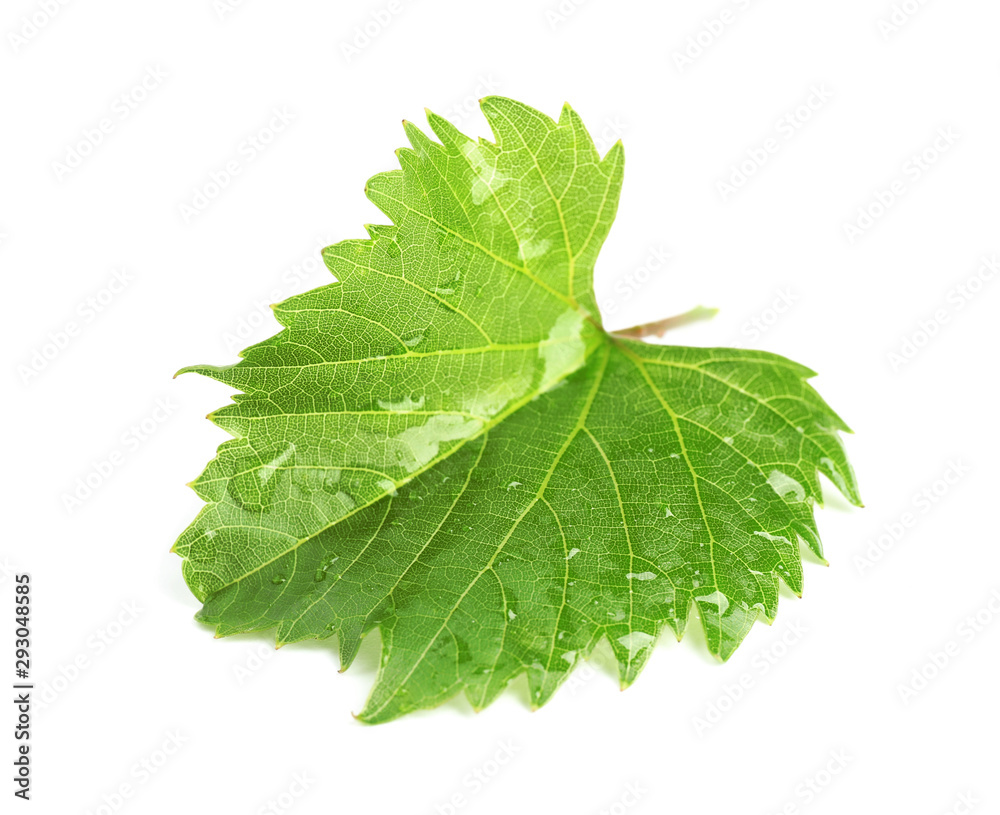 Fresh green grape leaf on white background Fresh green grape leaf on white background