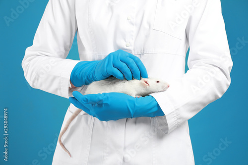 Scientist holding laboratory rat on blue background, closeup