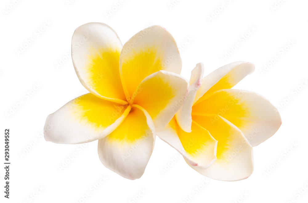 beautiful frangipani flower isolated