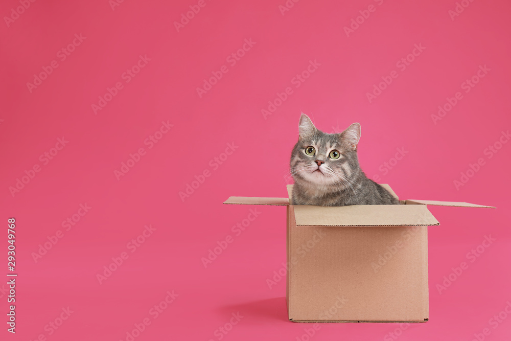 Cute grey tabby cat sitting in cardboard box on pink background - obrazy, fototapety, plakaty 