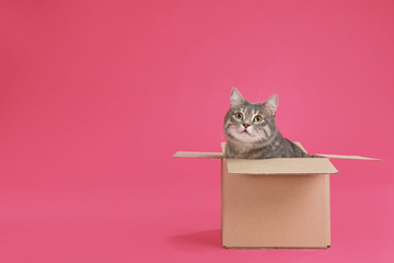 Cute grey tabby cat sitting in cardboard box on pink background