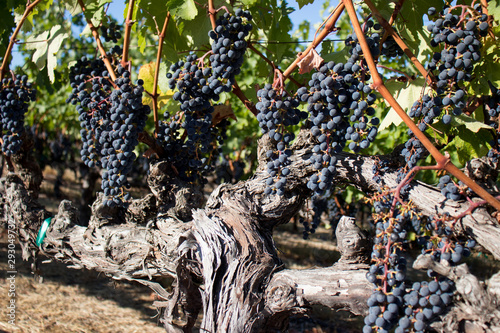 Wine grapes growing in Napa Valley California