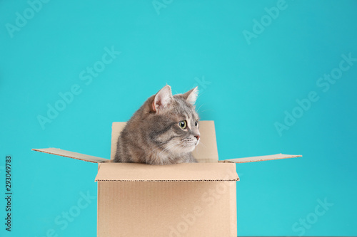 Fotografie Cute grey tabby cat sitting in cardboard box on blue background