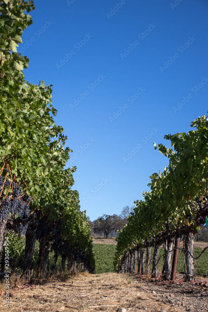 Wine grapes growing in Napa Valley California Wine grapes growing in Napa Valley California