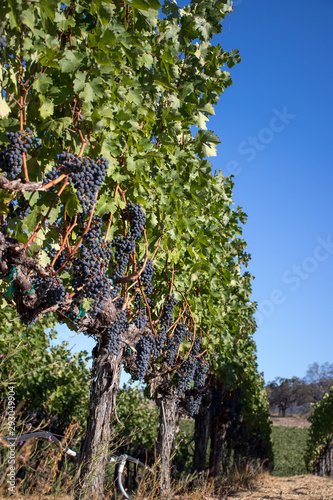 Wine grapes growing in Napa Valley California