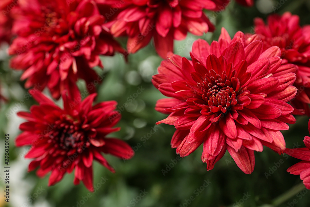 Beautiful red chrysanthemum flowers with leaves, closeup