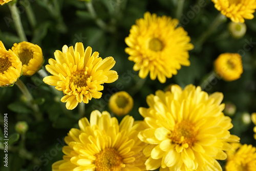 Beautiful yellow chrysanthemum flowers with leaves  closeup