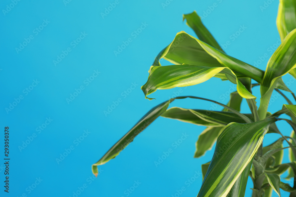 Obraz premium Tropical leaves on blue background, space for text. Stylish interior element