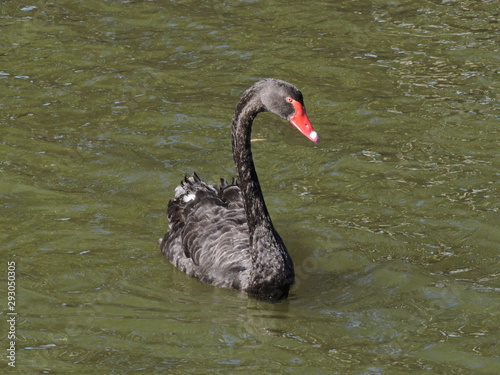 Black swan swimming in brackish water