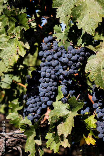 Wine grapes in Napa Valley California photo