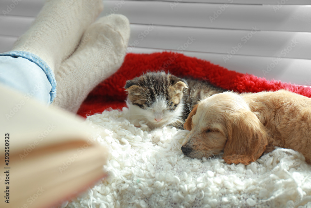 Owner with adorable little kitten and puppy on plaid indoors, closeup - obrazy, fototapety, plakaty 