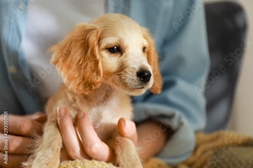Bild auf Leinwand Owner with cute English Cocker Spaniel puppy, closeup