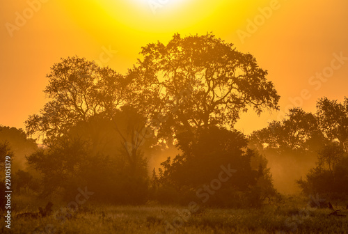 Orange morning light on S100 Kruger