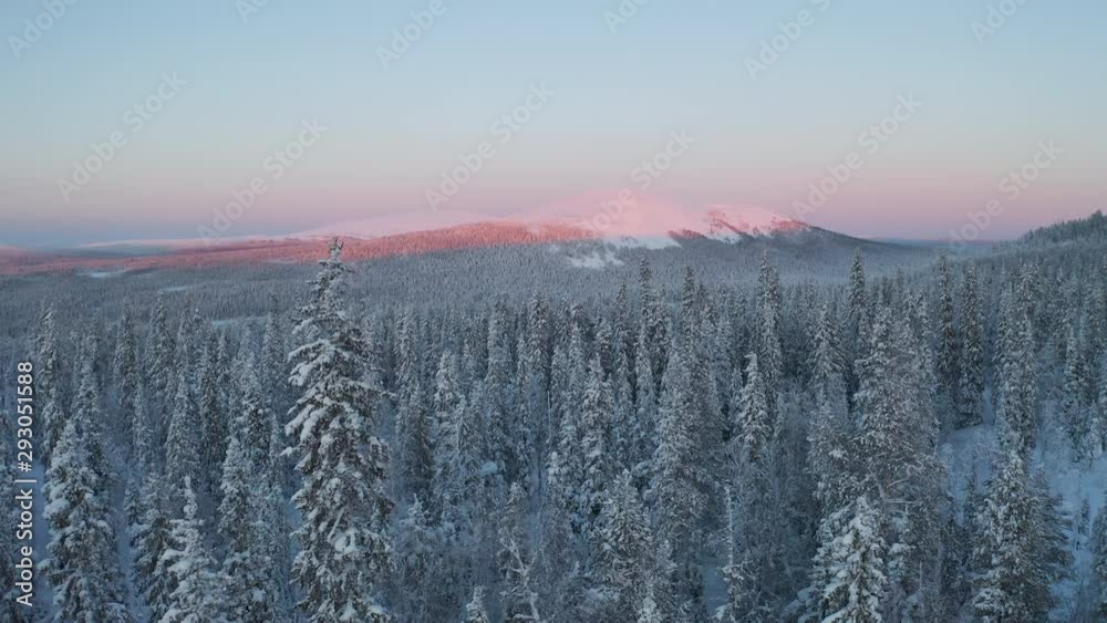 Flying between and above snowy trees while sunset is colouring the winter landscape to pink in the background in Lapland Finland.