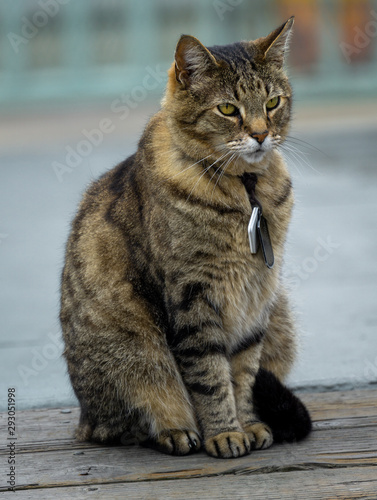 A striped tabby cat sits patiently by a blue gate, looking hazily into the distance. photo