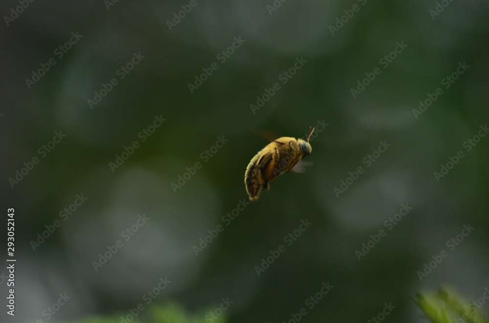 valley cerpenter bee - Flying bee on background bokeh and leaf, freezing macro insect wildlife valley cerpenter bee - Flying bee on background bokeh and leaf, freezing macro insect wildlife