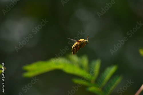 valley cerpenter bee - Flying bee on background bokeh and leaf, freezing macro insect wildlife