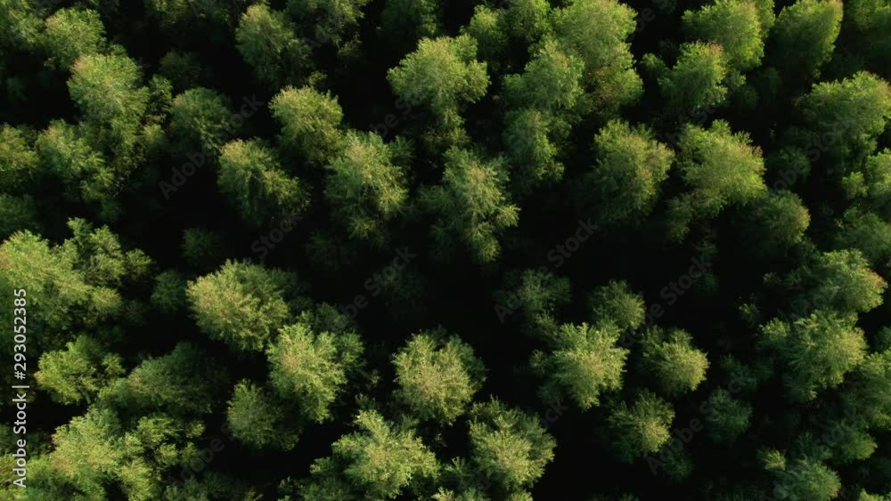 Aerial of Lush Green Pine Forest. Golden sunlight touches the swaying tree tops. 4K UHD. Aerial of Lush Green Pine Forest. Golden sunlight touches the swaying tree tops. 4K UHD.