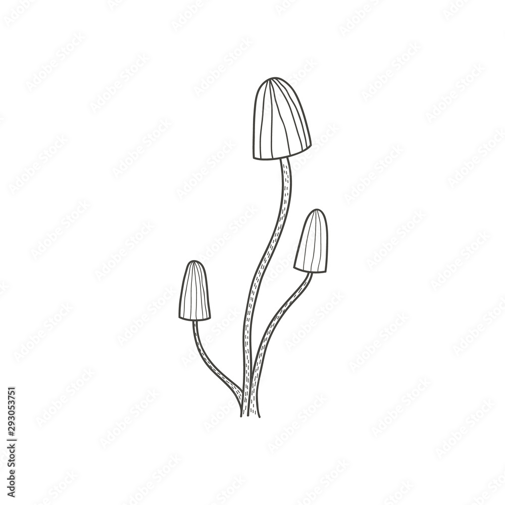 Drawing of mushrooms. Linear black and white freehand illustration in doodle style