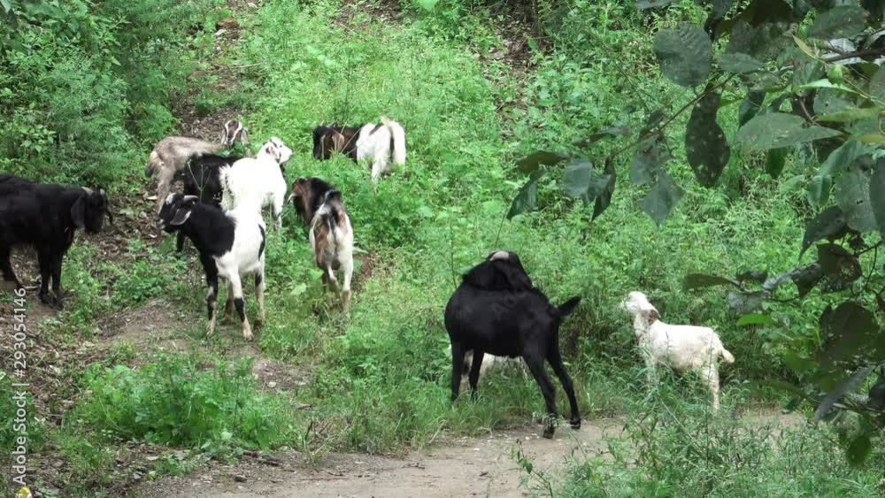 Goats eating and playing by the side of the road. Goats eating and playing by the side of the road.