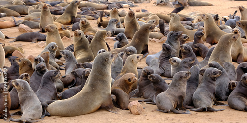 Young Cape fur seal pups with their mothers at the seal colony on the beach at Cape Cross on the Namibian coast - endangered and protected species. photo