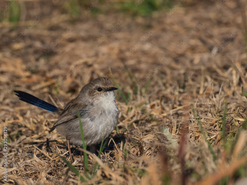 Superb Fairywren (Malurus cyaneus) subspecies Superb Fairywren (Malurus cyaneus) subspecies
