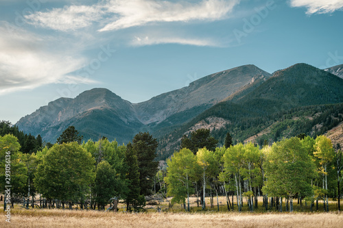 Aspen grove in fall colors with blue rocky mountains in background. Shot on a sunny afternoon in Rocky Mountain National Park photo