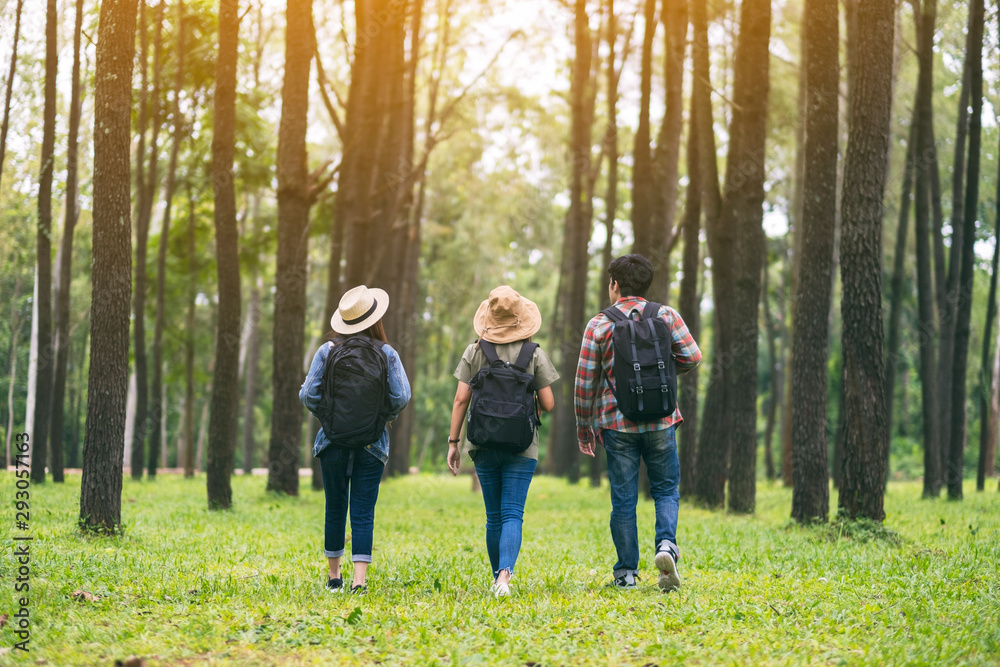 Obraz premium Grupa podróżników spacerujących po pięknym sosnowym lesie