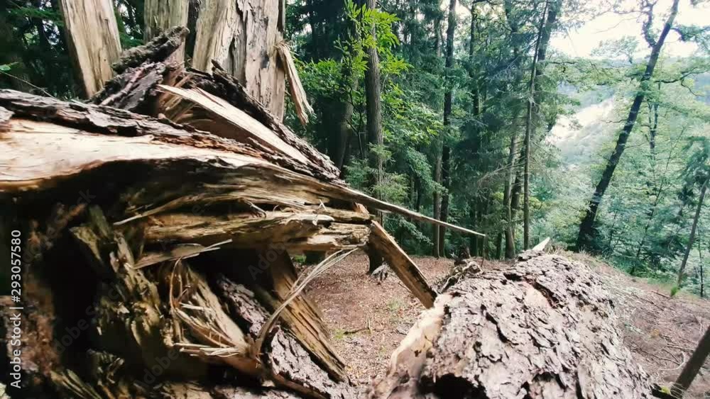 Fallen tree in the forest.Tree trunk laying on the floor. Weather is ripping off the trees. Fallen tree in the forest.Tree trunk laying on the floor. Weather is ripping off the trees.