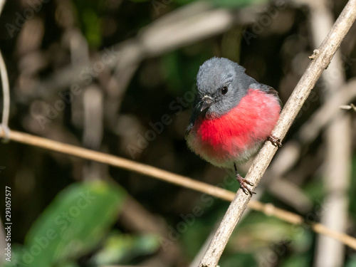 Rose Robin (Petroica rosea).  Mount Clunie National Park, New South Wales, Australia photo