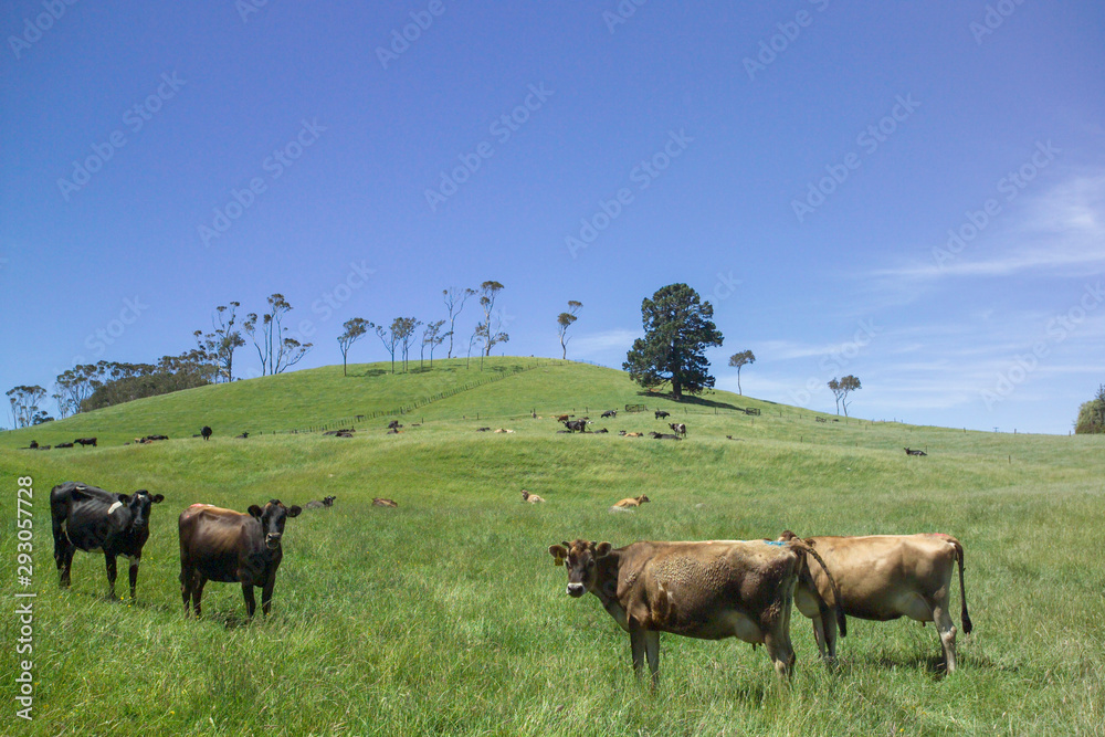 Cows in New Zealand summer meadow