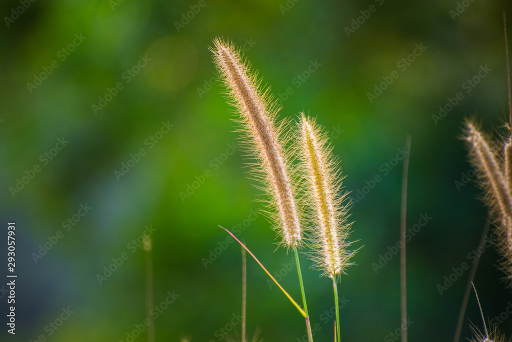 Golden grass on a background