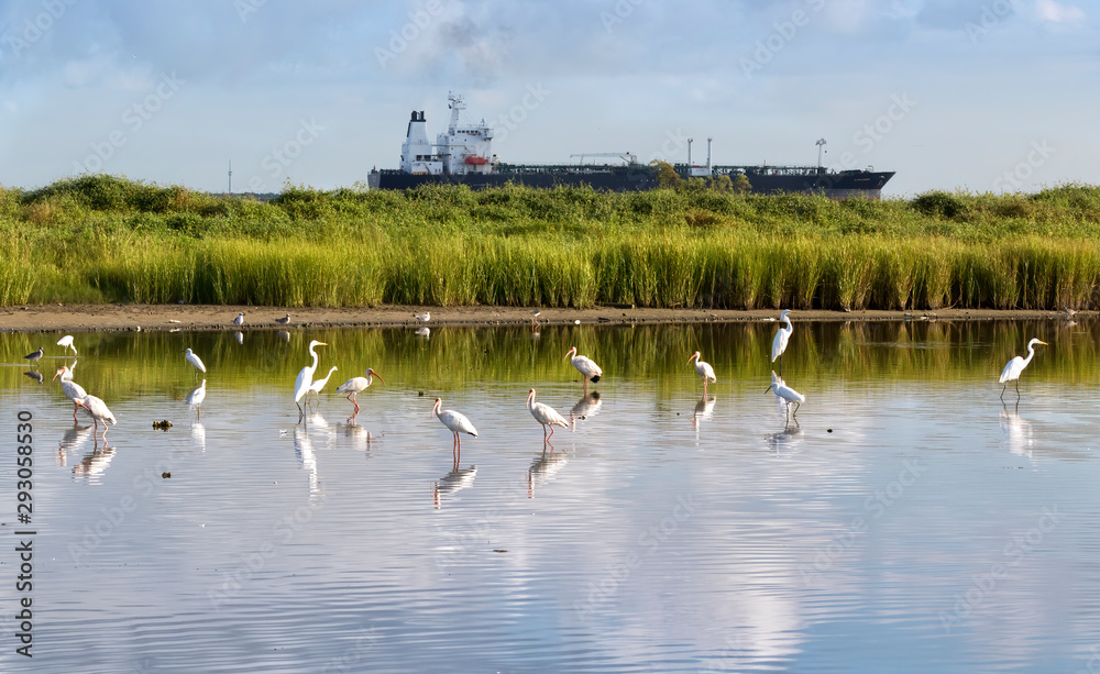 The flock of white american ibises and egrets fishing in the Galveston bay  with big cargo ship on the background